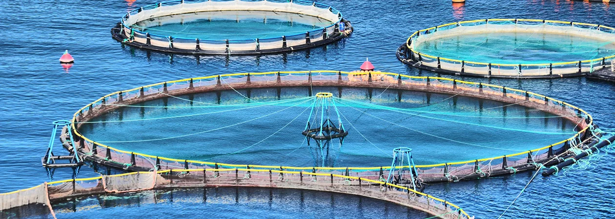 Warmth Nourishment: Boilers Powering Green Agriculture and Aquaculture